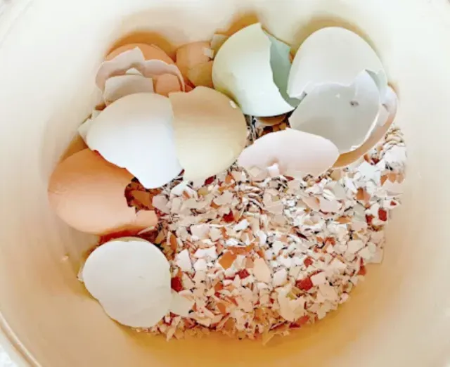 Eggshells in Your Garden